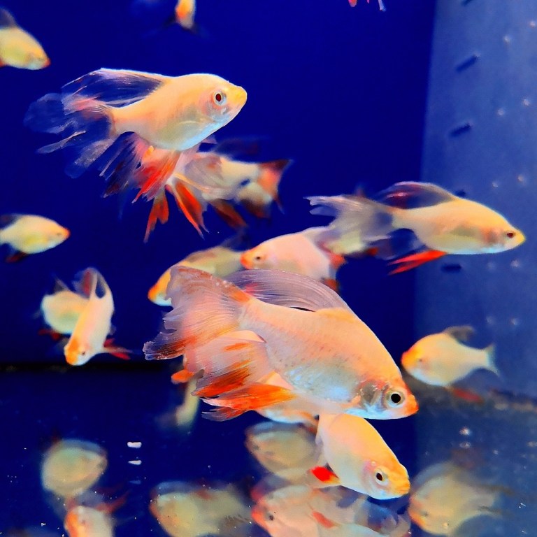 Platinum Longfin Tiger Barb (Puntius tetrazona)