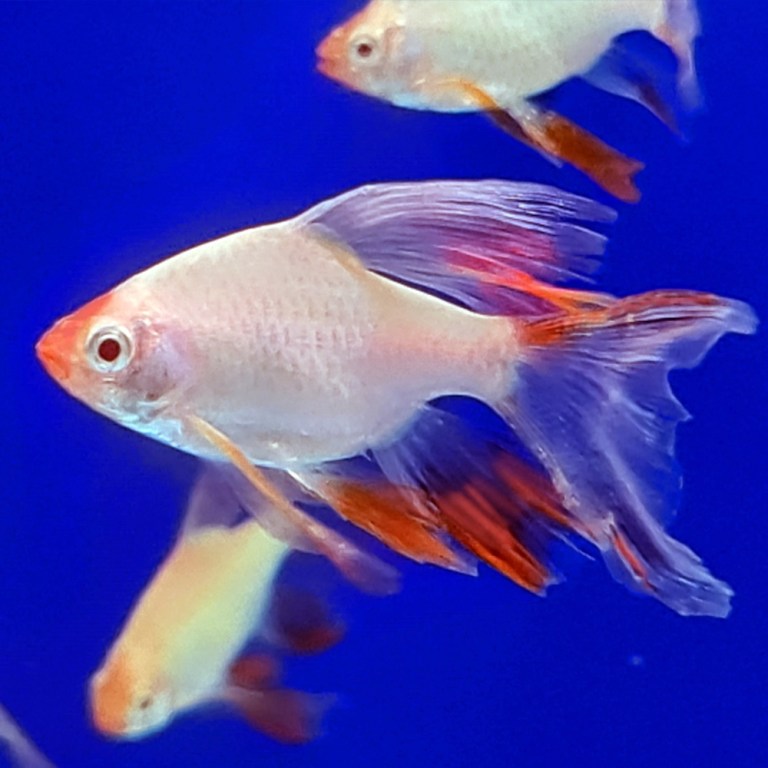 Platinum Longfin Tiger Barb (Puntius tetrazona)