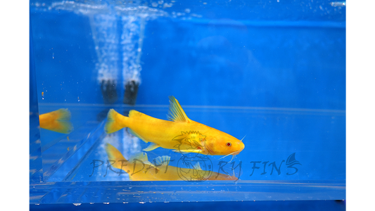 Albino Golden Arrowhead Catfish (Pseudobagrus sp)