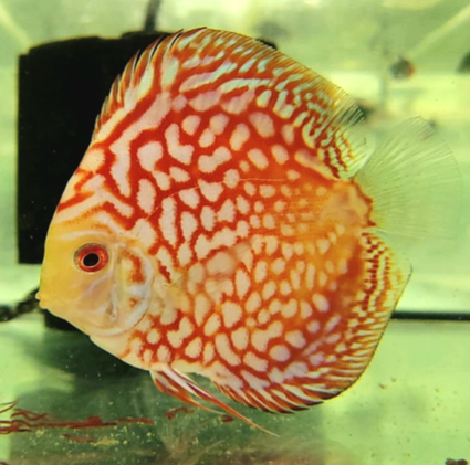 Red Checkerboard Pigeon Discus (Symphysodon aequifasciatus)