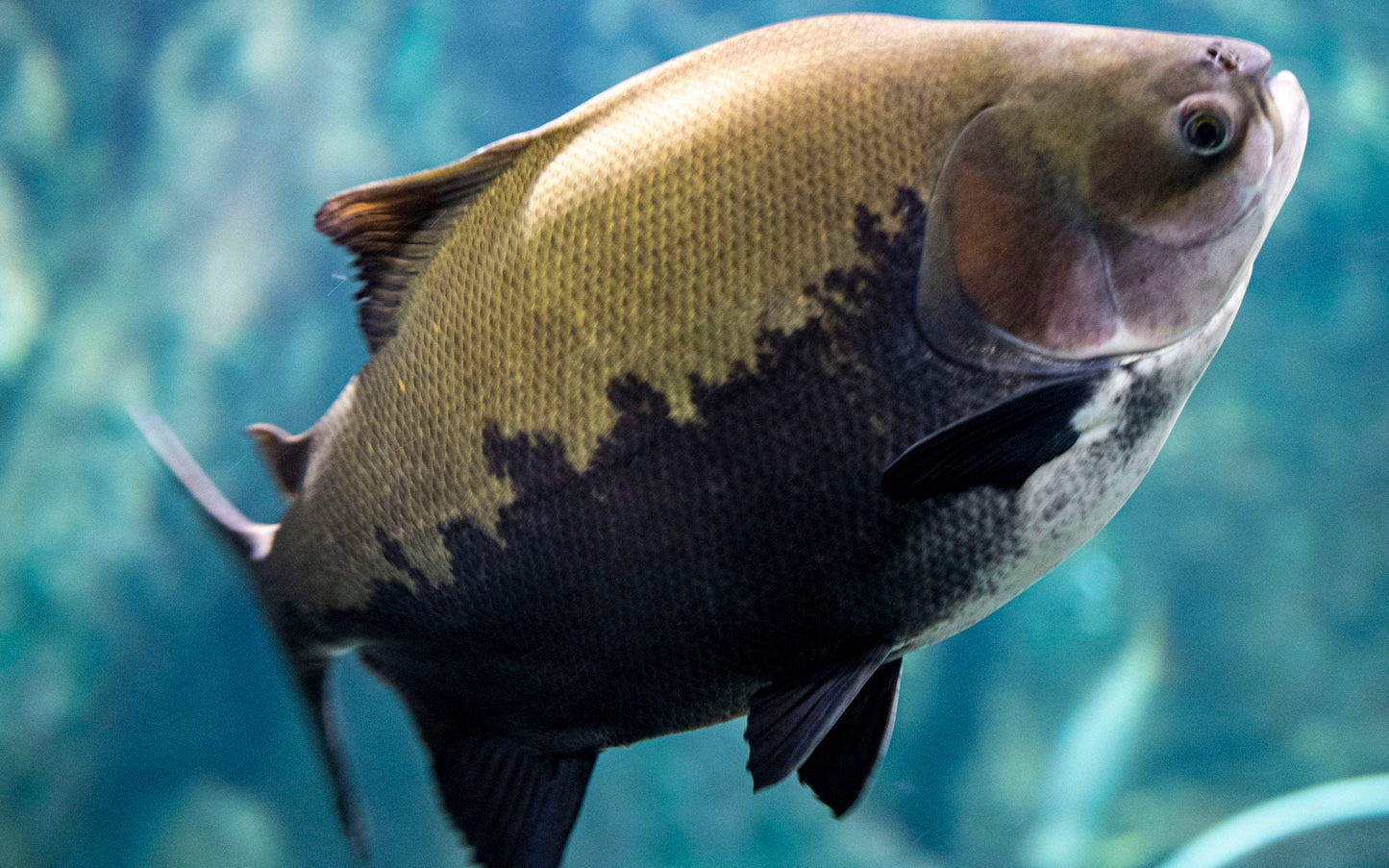 Black Pacu (Colossoma macropomum)