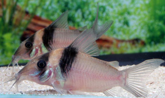 Sangama Cory Catfish (Corydoras virginae)