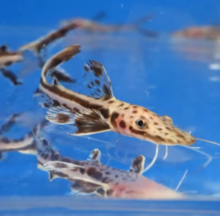 Tiger Firewood Catfish (Sorubimichthys planiceps sp)