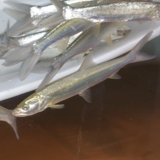 Yellowcheek Bambusa (Elopichthys bambusa)