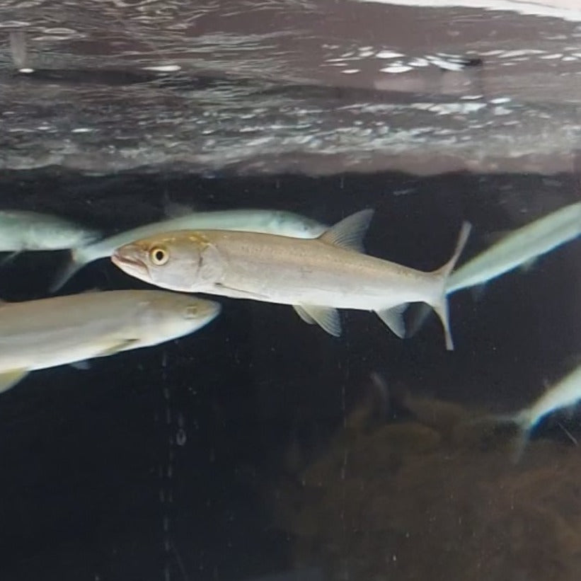 Yellowcheek Bambusa (Elopichthys bambusa)