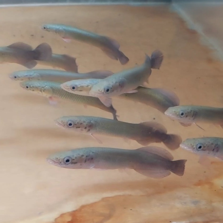 Arapaima (Arapaima gigas)