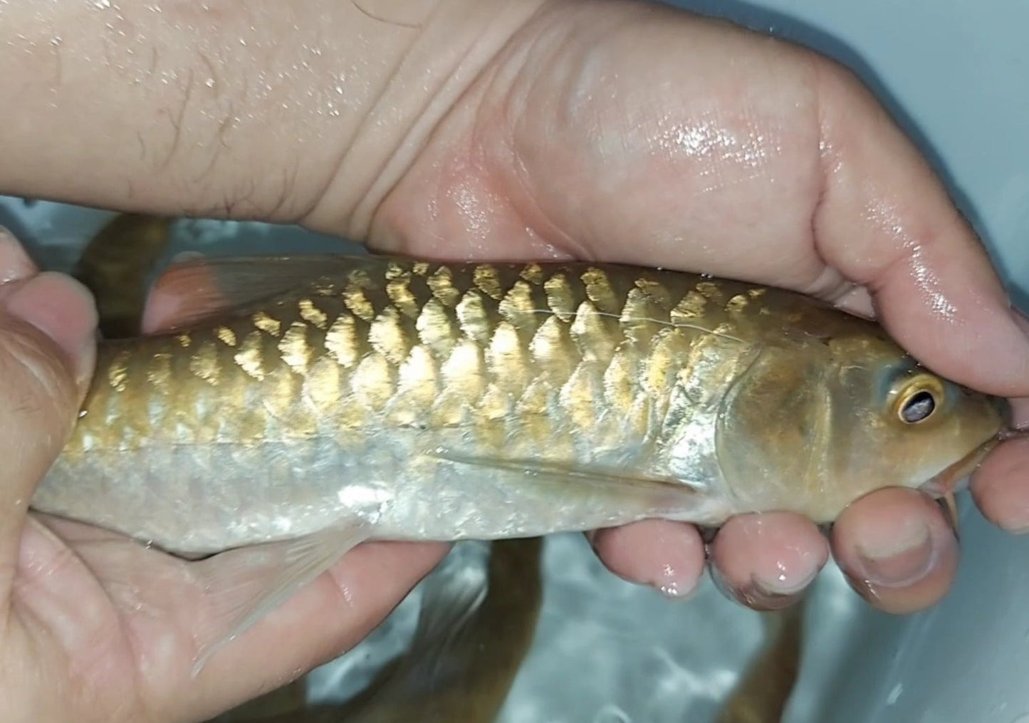 Thai Mahseer (Tor tambroides)