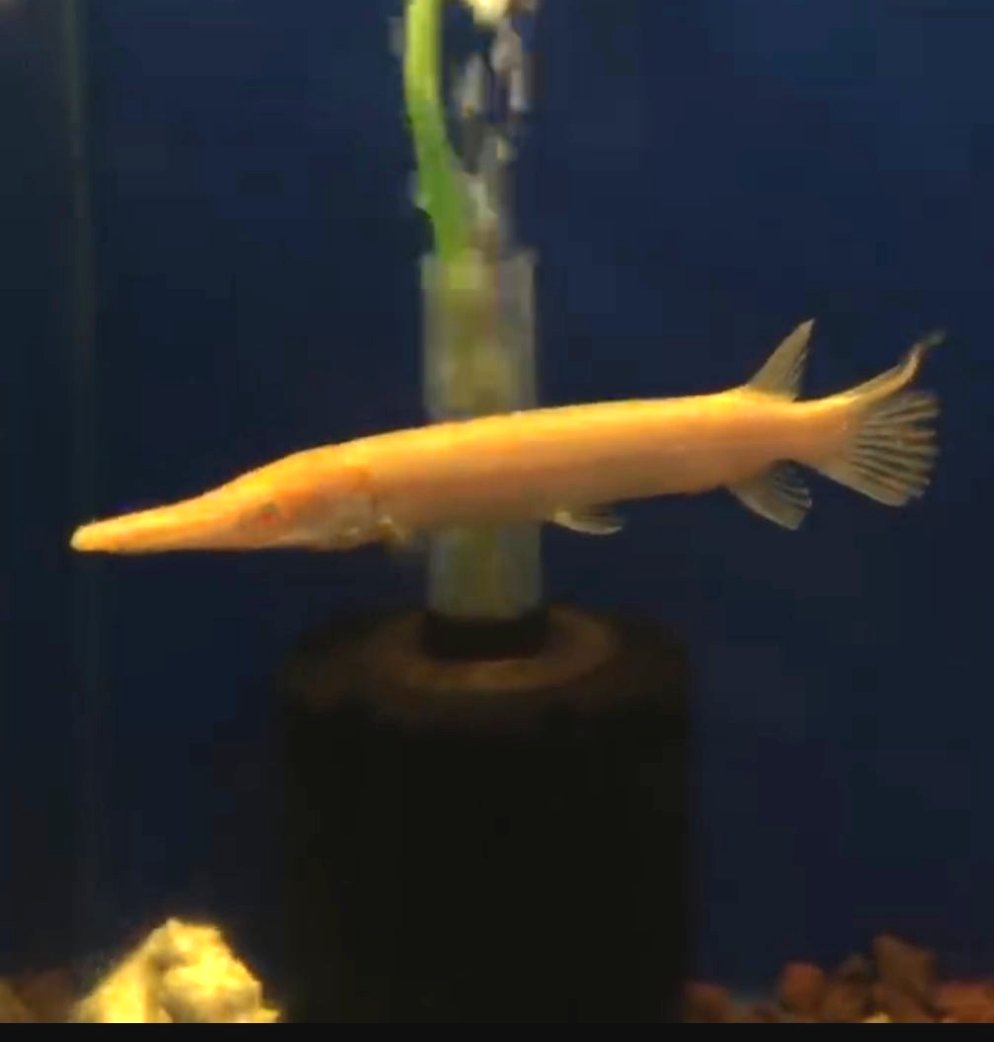 Albino Golden Alligator Gar (Atractosteus spatula)