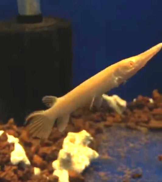 Albino Golden Alligator Gar (Atractosteus spatula)