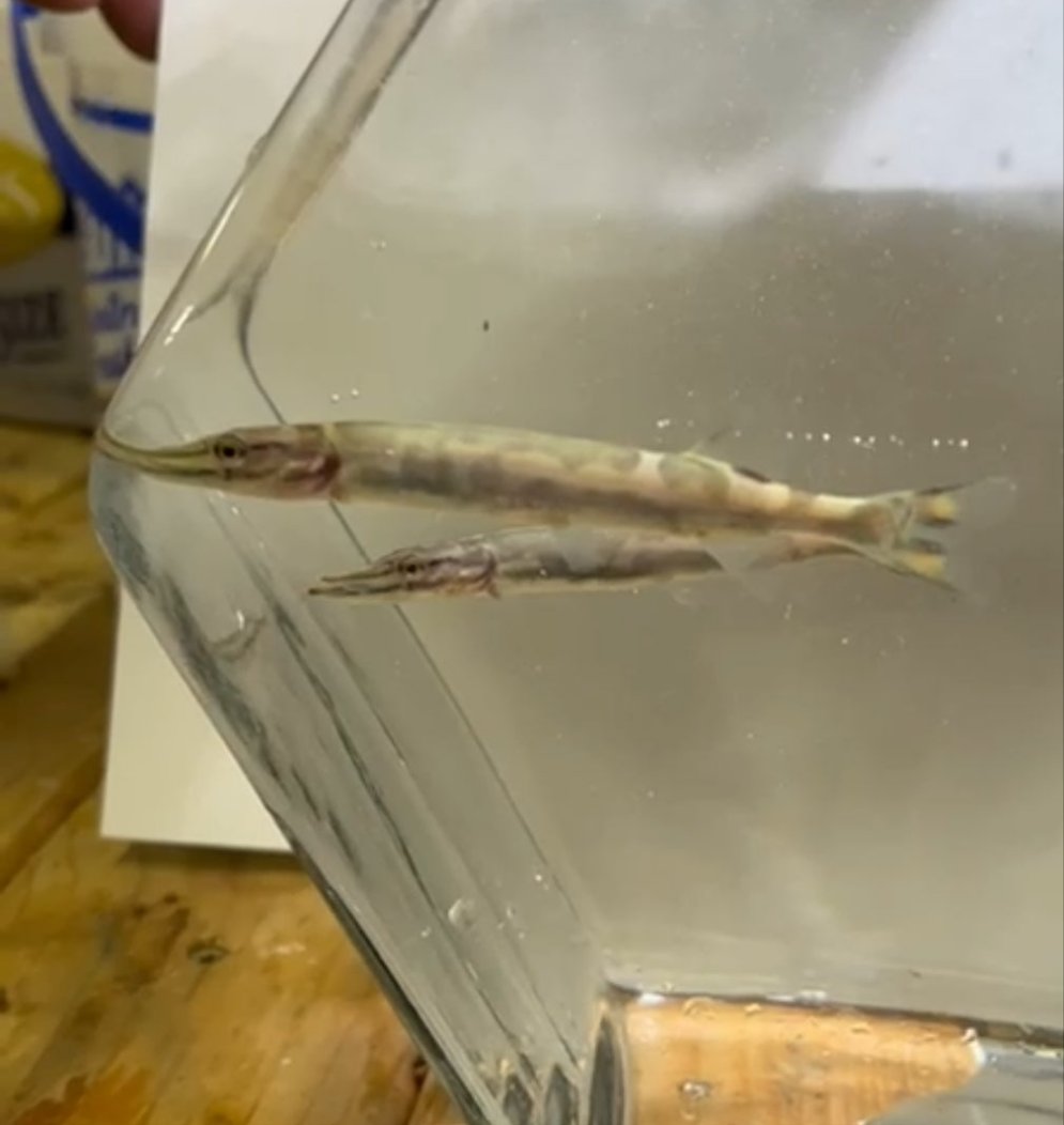 Spotted Muskie (Esox masquinongy)