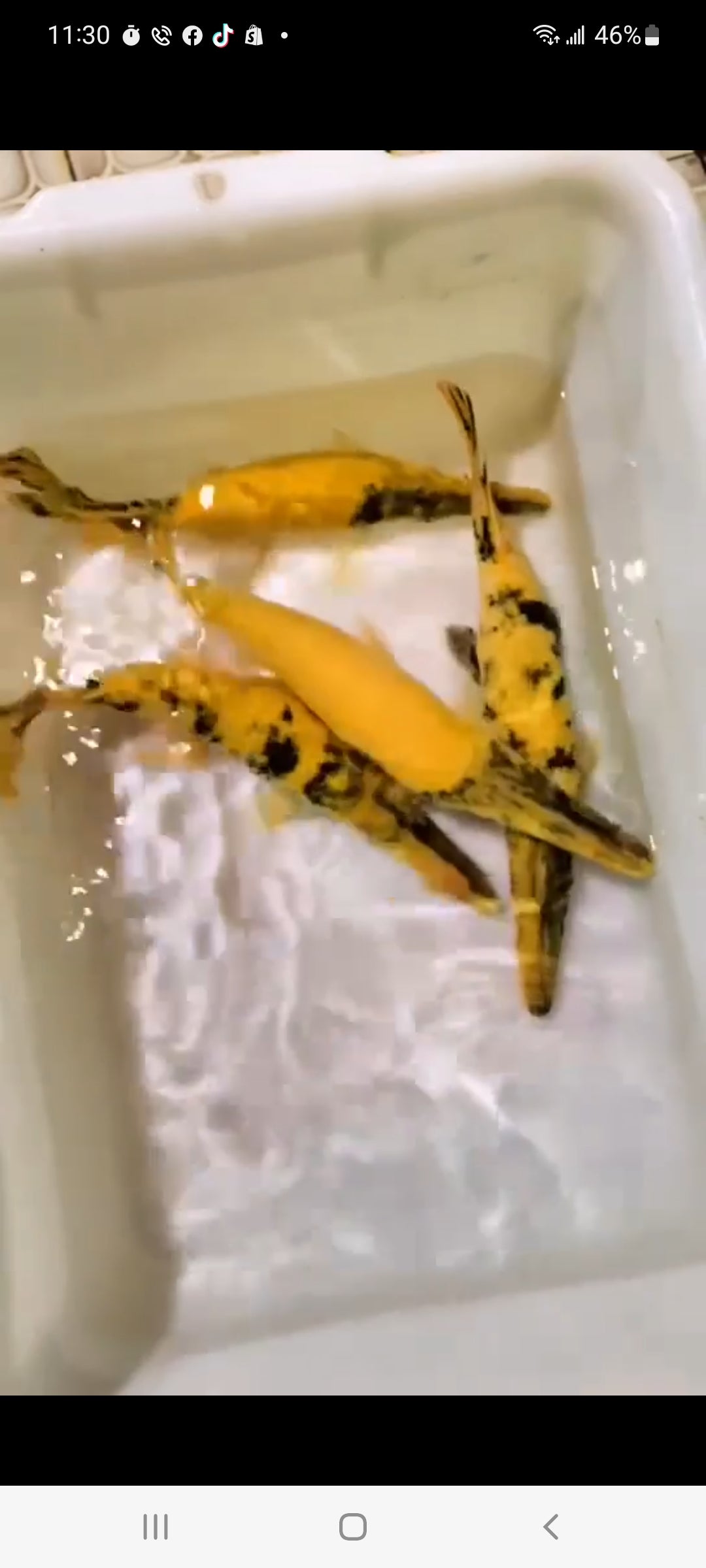 Golden Marble Alligator Gar (Atractosteus spatula)