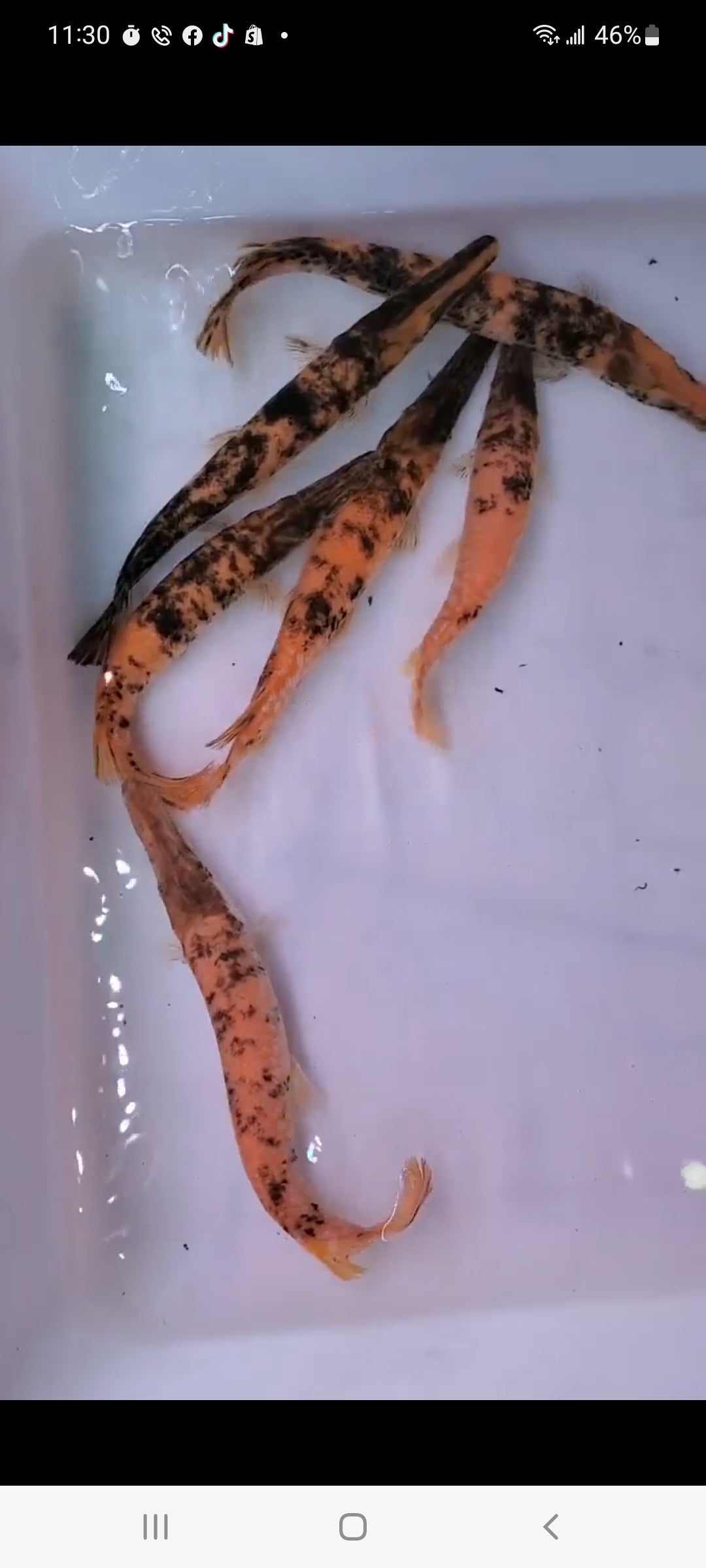 Albino Golden Marble Alligator Gar (Atractosteus spatula)