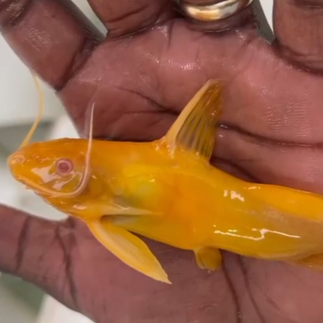 Albino Greshoffi Synodontis (Synodontis greshoffi)