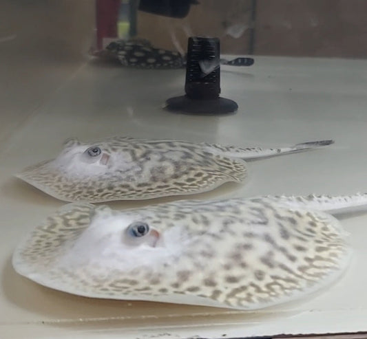 White Tiger Panda Pearl Stingray (Potamotrygon jabuti)