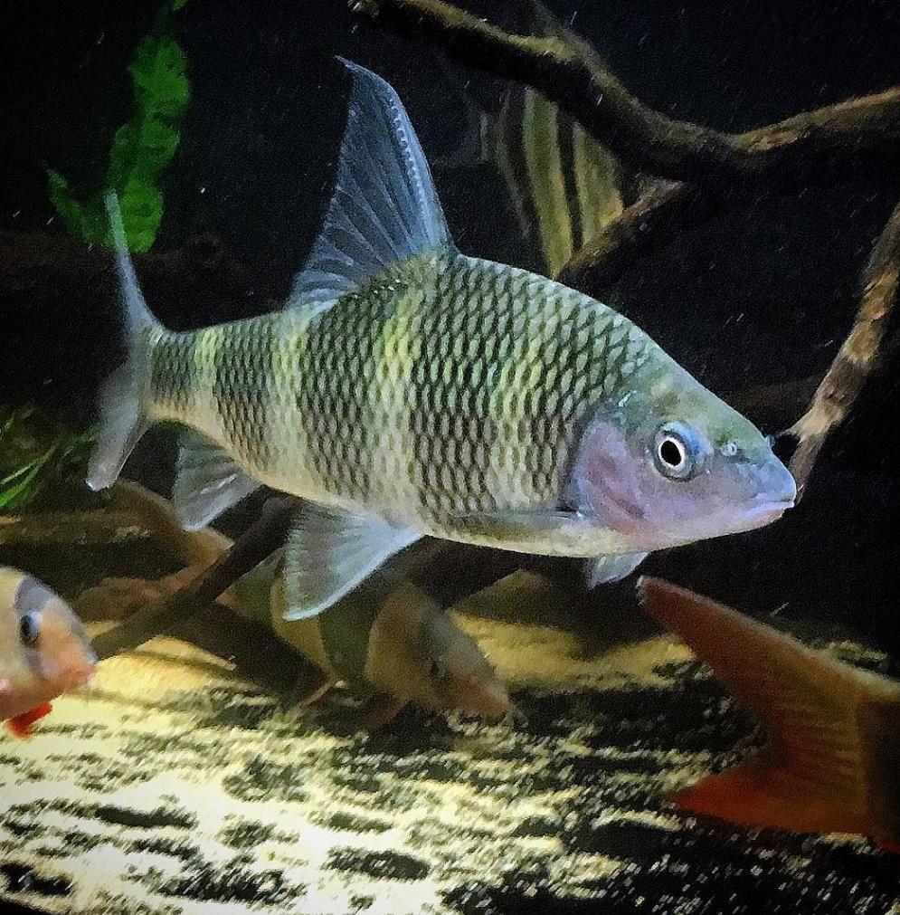 Golden Bumblebee Barb (Acrossocheilus longipinnis)