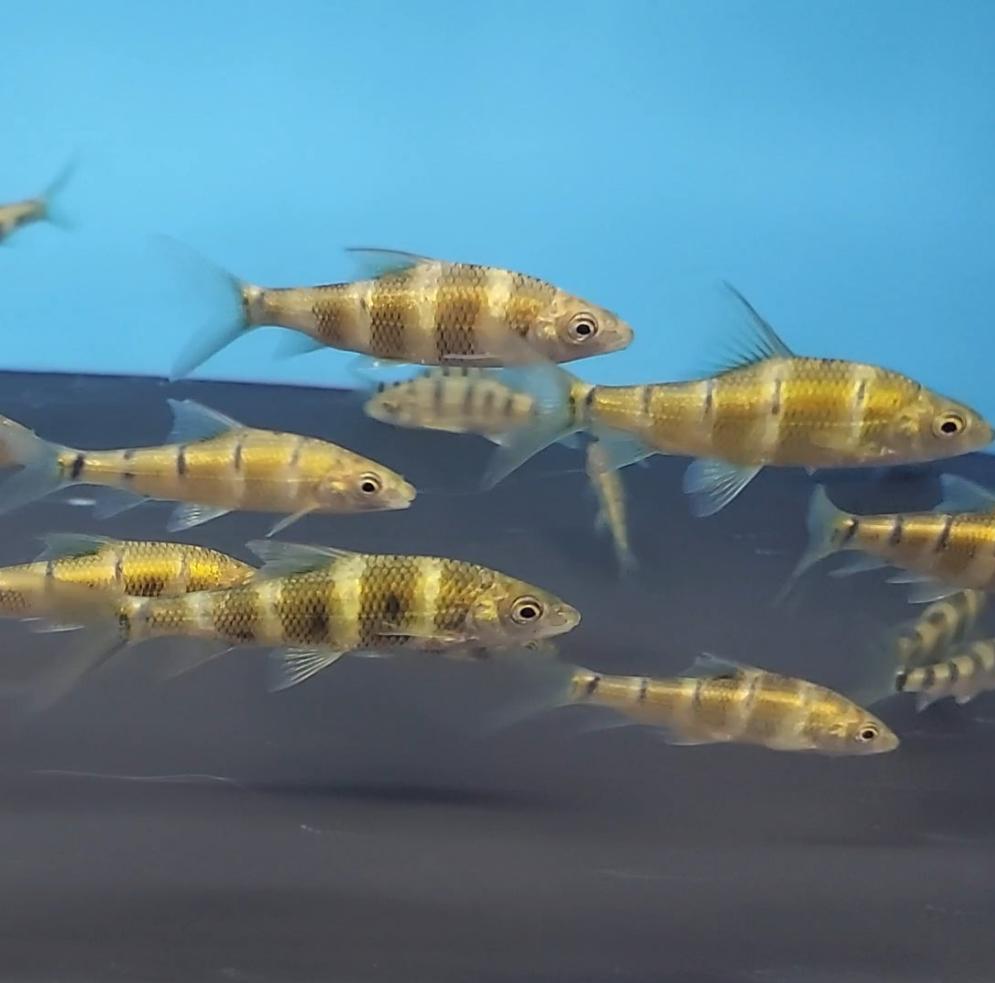 Golden Bumblebee Barb (Acrossocheilus longipinnis)