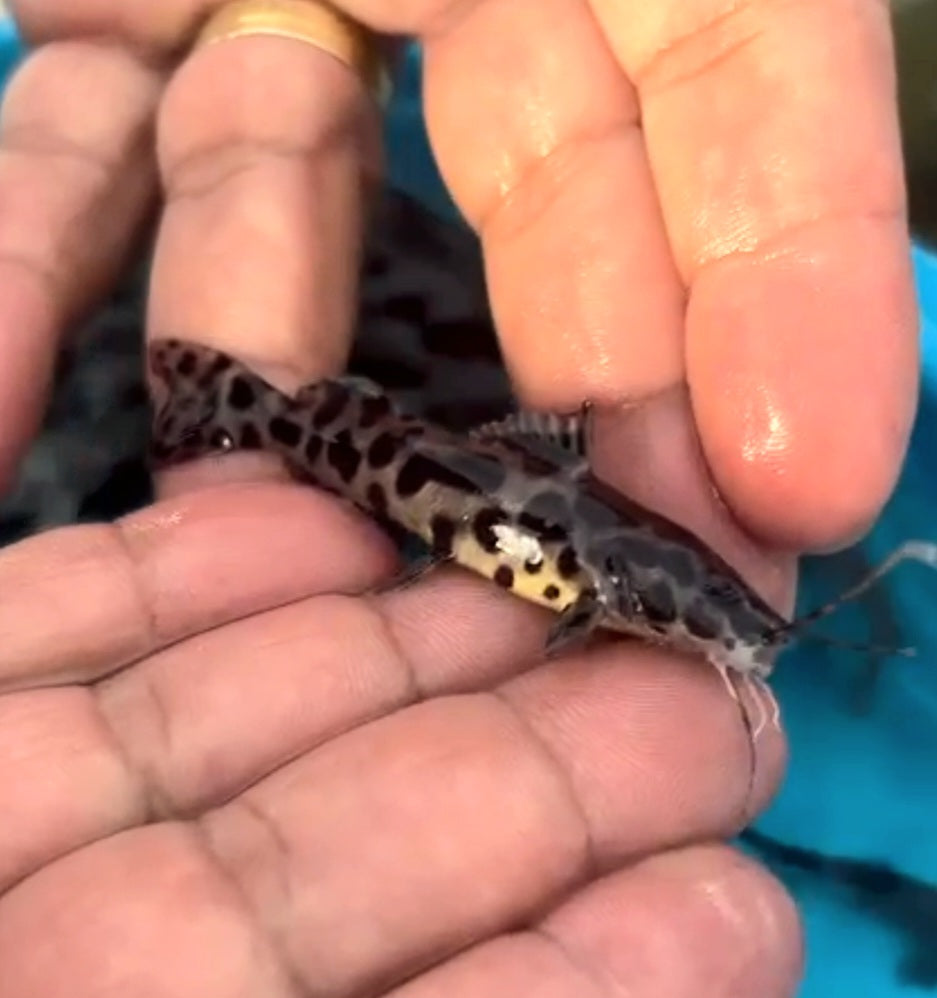 Leopard Jau Hybrid Catfish (Zungaro zungaro sp)