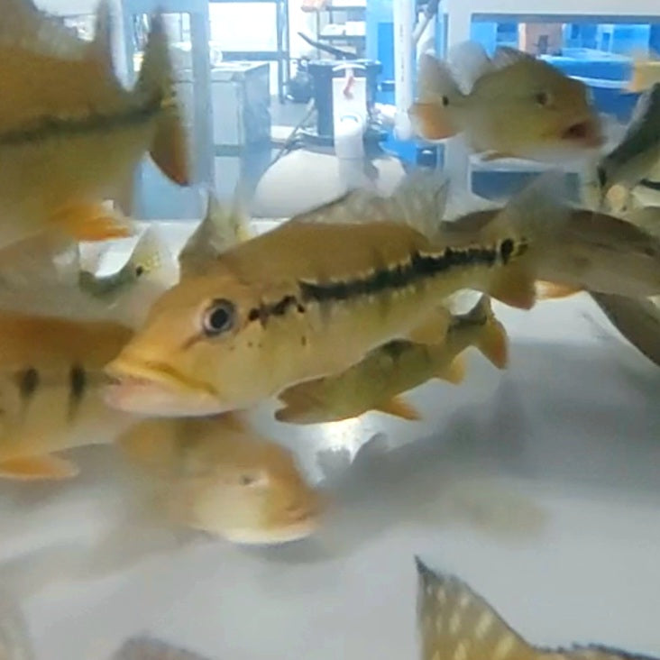 Blackberry Peacock Bass (Cichla melaniae sp)