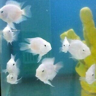 Snow White Convict Parrot Cichlid (Amatitlania nigrofasciata sp)