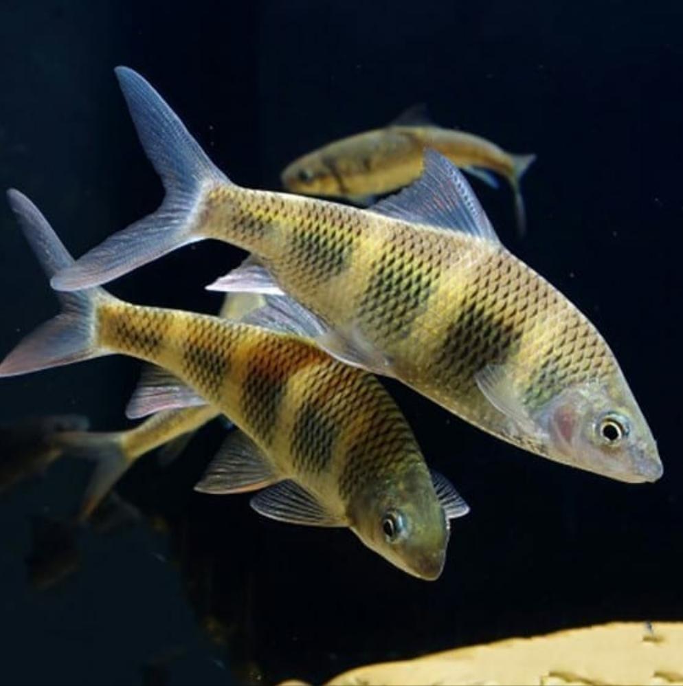 Golden Bumblebee Barb (Acrossocheilus longipinnis)