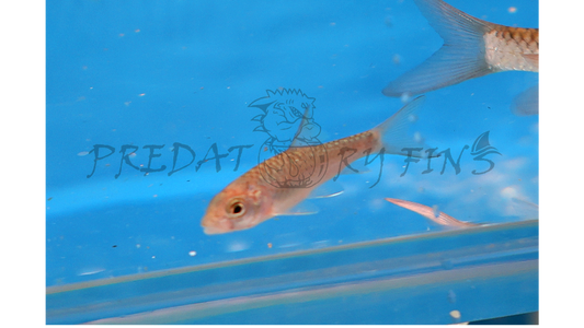 Red Mahseer (Tor sinensis)