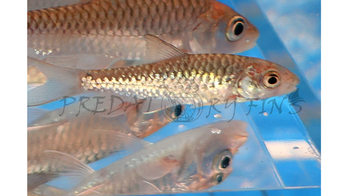 Red Mahseer (Tor sinensis)