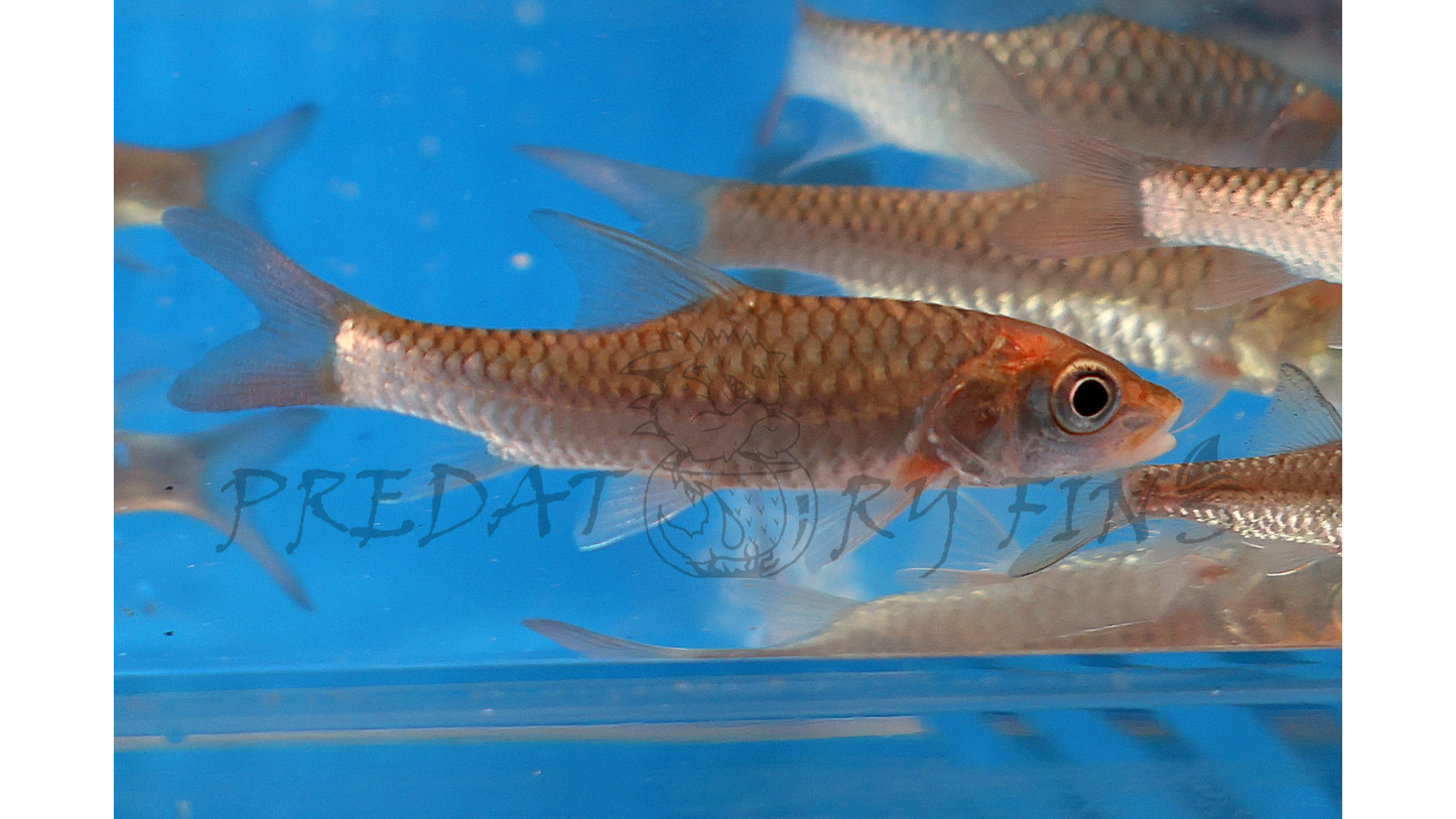 Red-tailed Golden Mahseer (Tor yingjiangensis)