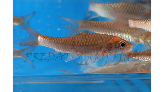 Red-tailed Golden Mahseer (Tor yingjiangensis)
