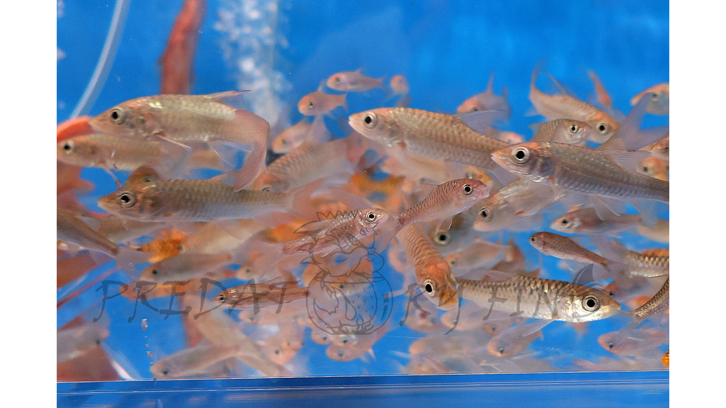 Red-tailed Golden Mahseer (Tor yingjiangensis)