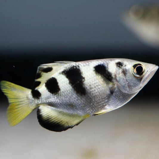 Banded Archerfish (Toxotes jaculatrix)