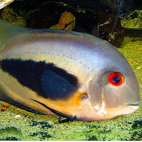 Uaru Cichlid (Uaru Amphiacanthoides)
