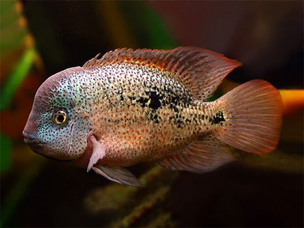 Tailbar Cichlid (Vieja hartwegi)
