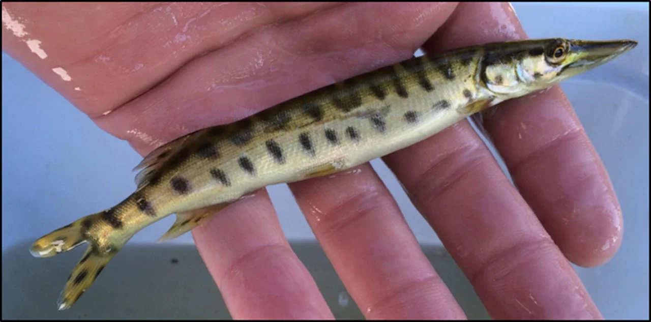 Spotted Muskie (Esox masquinongy)