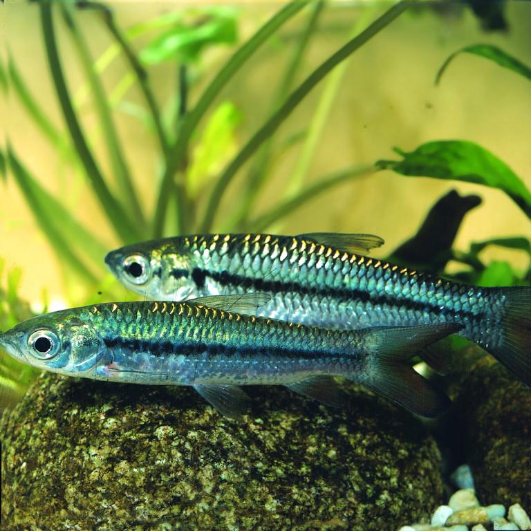 Golden Shark (Leptobarbus hoevenii)