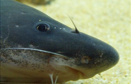 Chinese Longnose / Sharpnose Shark Catfish (Leiocassis longirostris)