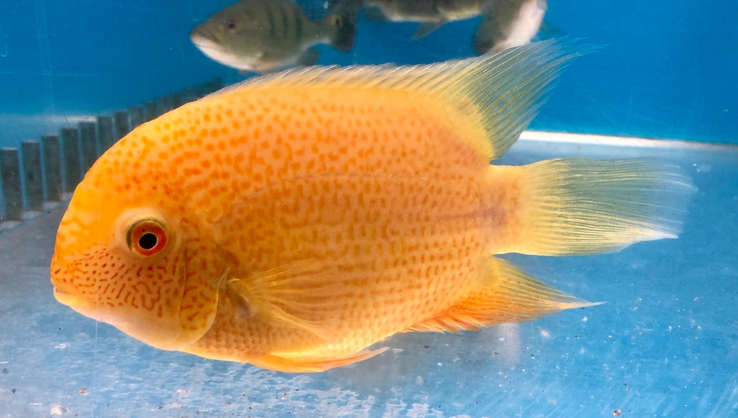 Gold Severum (Heros severus)