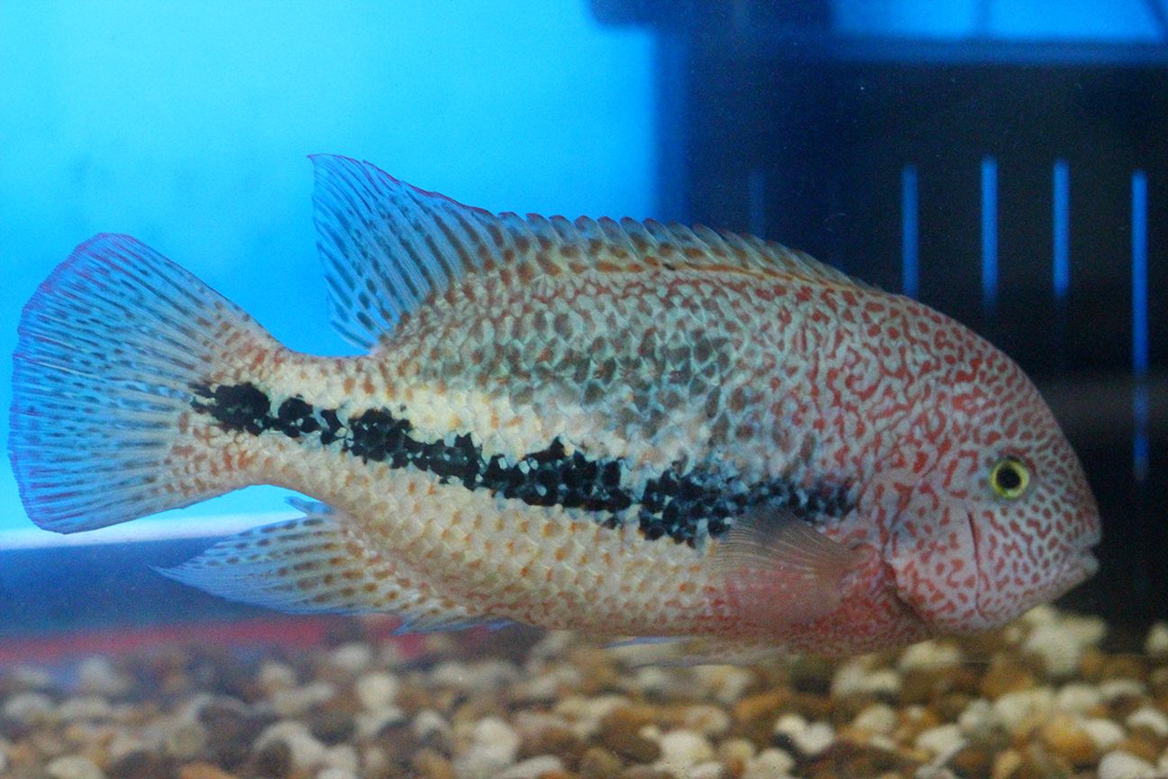 Tailbar Cichlid (Vieja hartwegi)