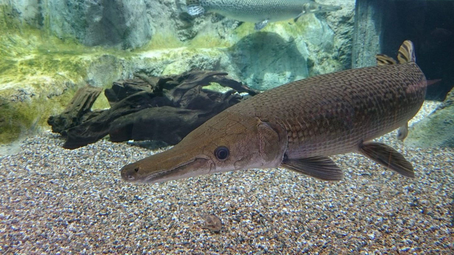 Alligator Gar (Atractosteus spatula)