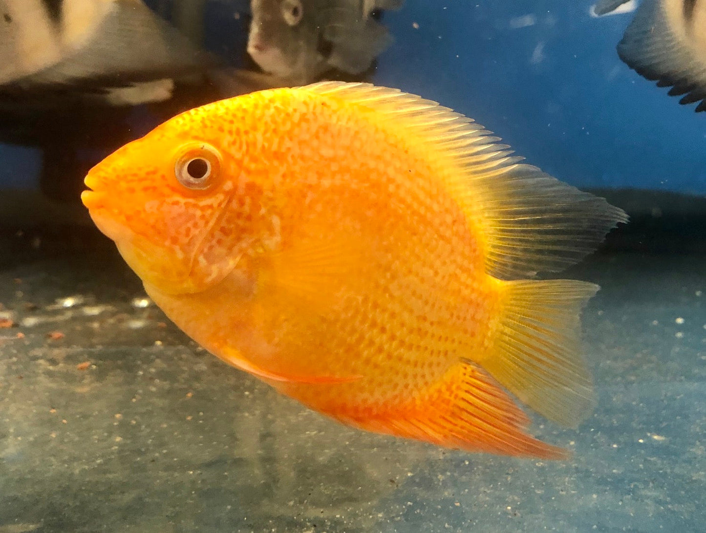 Gold Severum (Heros severus)