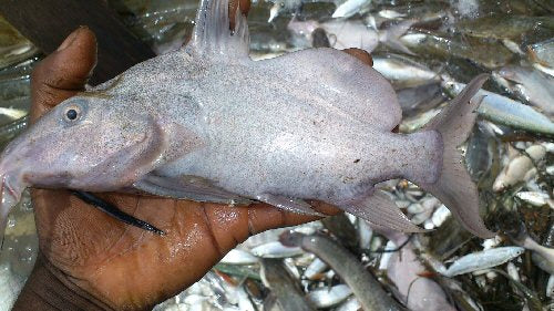Moustache Synodontis Catfish (Hemisynodontis membranaceus)