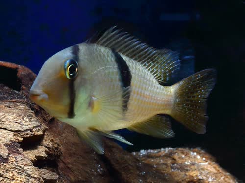 Bandit Cichlid (Guianacara dacrya)