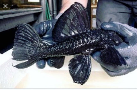 L025 Black Scarlet Cactus Pleco (Pseudacanthicus pirarara)
