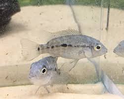 Haitian Cichlid (Nandopsis haitiensis)