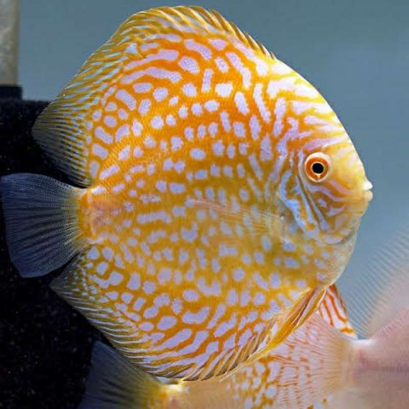 Golden / Yellow Checkerboard Pigeon Discus (Symphysodon aequifasciatus)