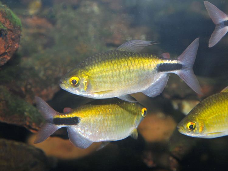 African Aleste Longfin Tetra (Brycinus longipinnis)