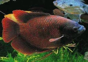 Giant Ruby Red Gourami (Osphronemus septemfasciatus sp)