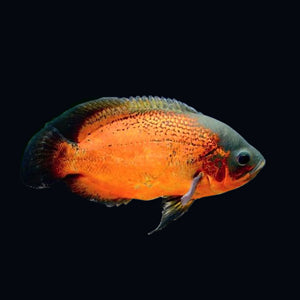 Copper Red Oscar Cichlid (Astronotus ocellatus)