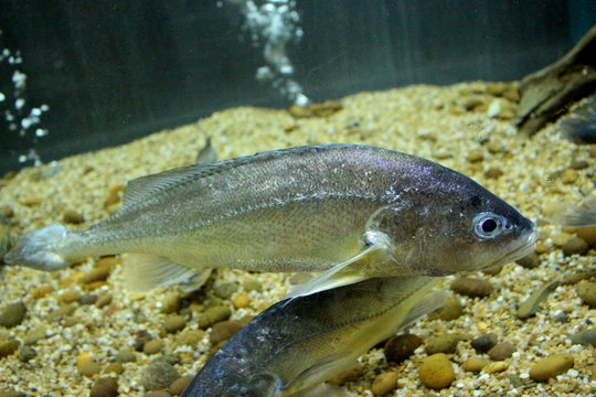 Boeseman Croaker (Boesemania microlepis)