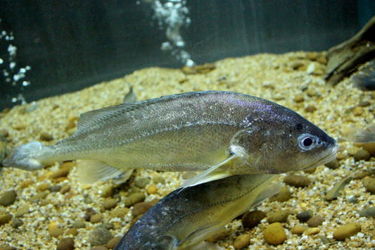 Boeseman Croaker (Boesemania microlepis)