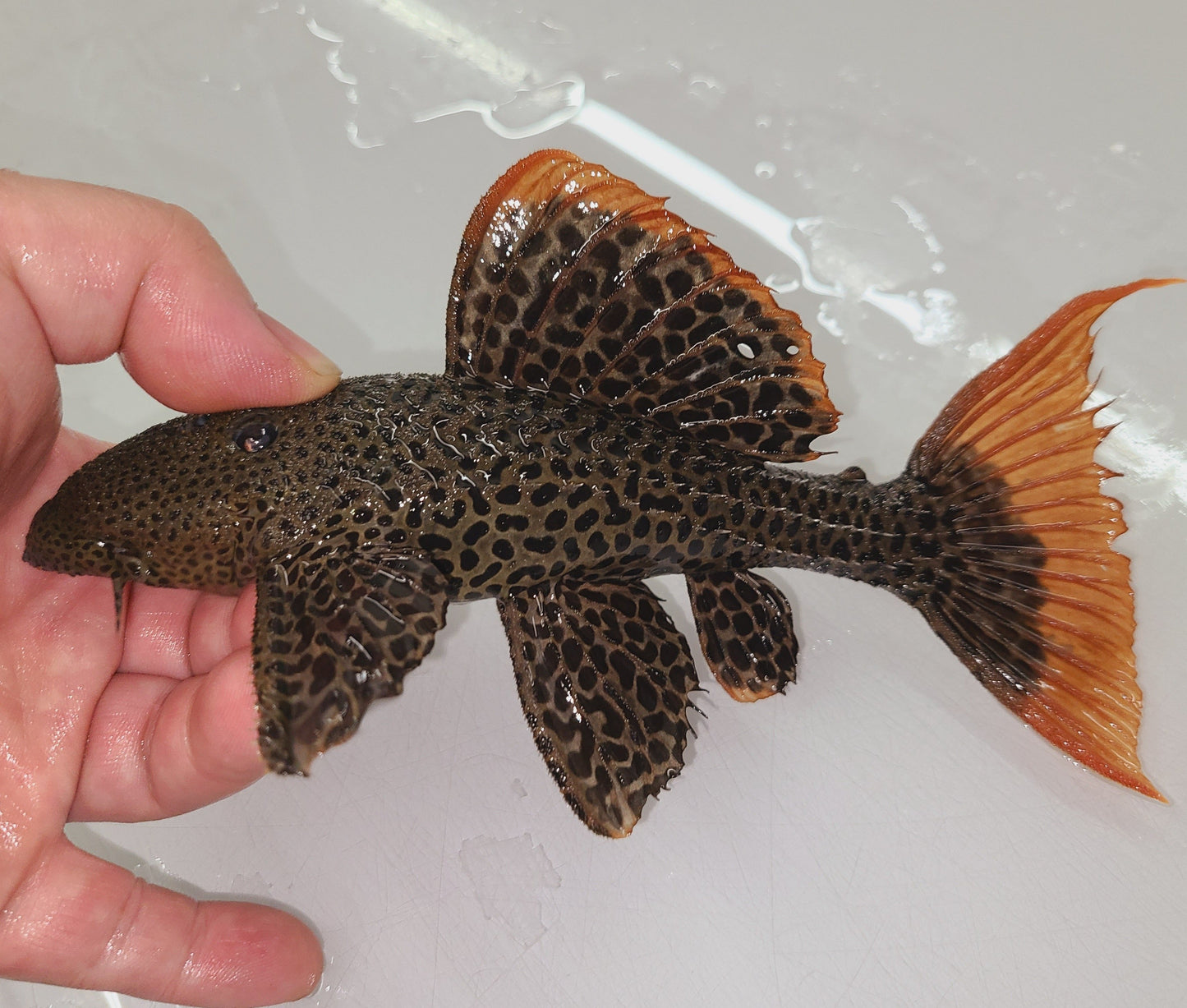 L600 Leopard Cactus Pleco (Pseudacanthicus Leopardus)